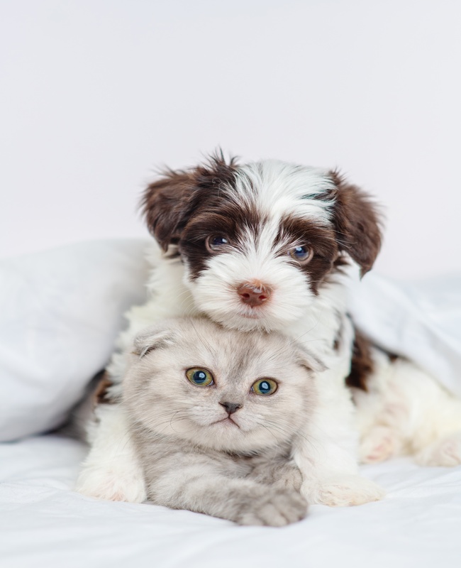 Companion Animal Hospital gallery