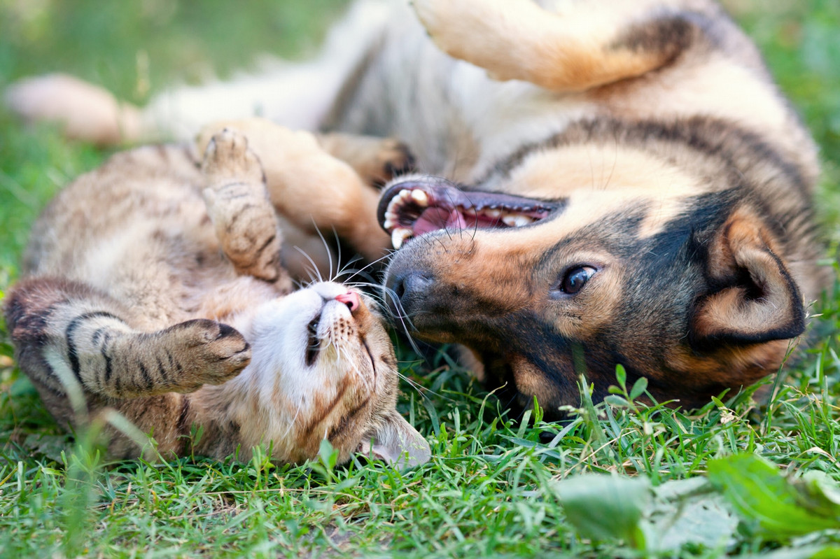 Companion Animal Hospital gallery