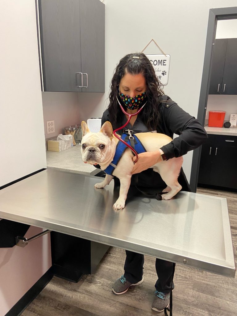 Veterinarian checking out dog at the office