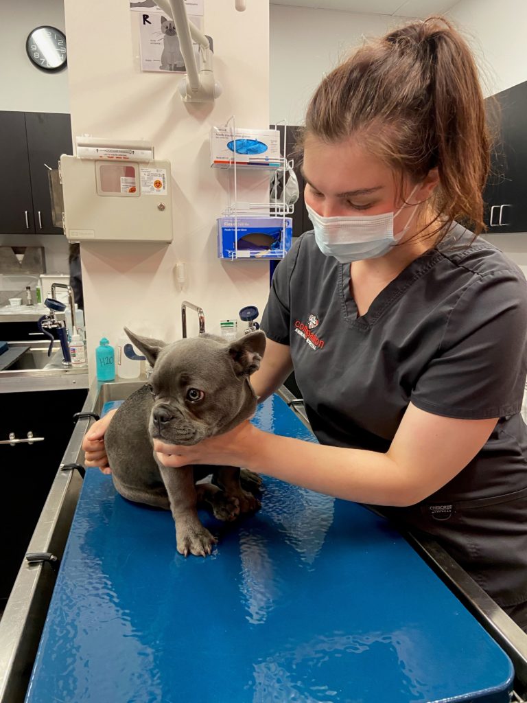 Veterinarian checking out a dog on table