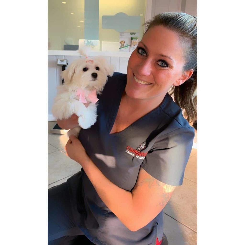 Veterinarian holding a dog with a pink bow