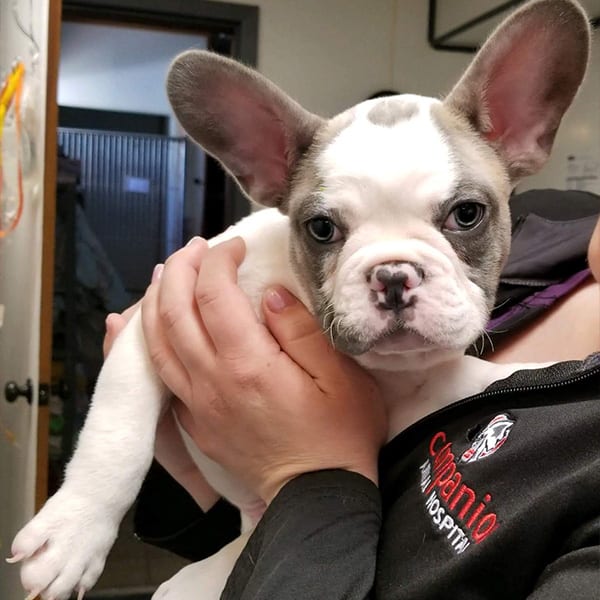 Person holding french bull dog