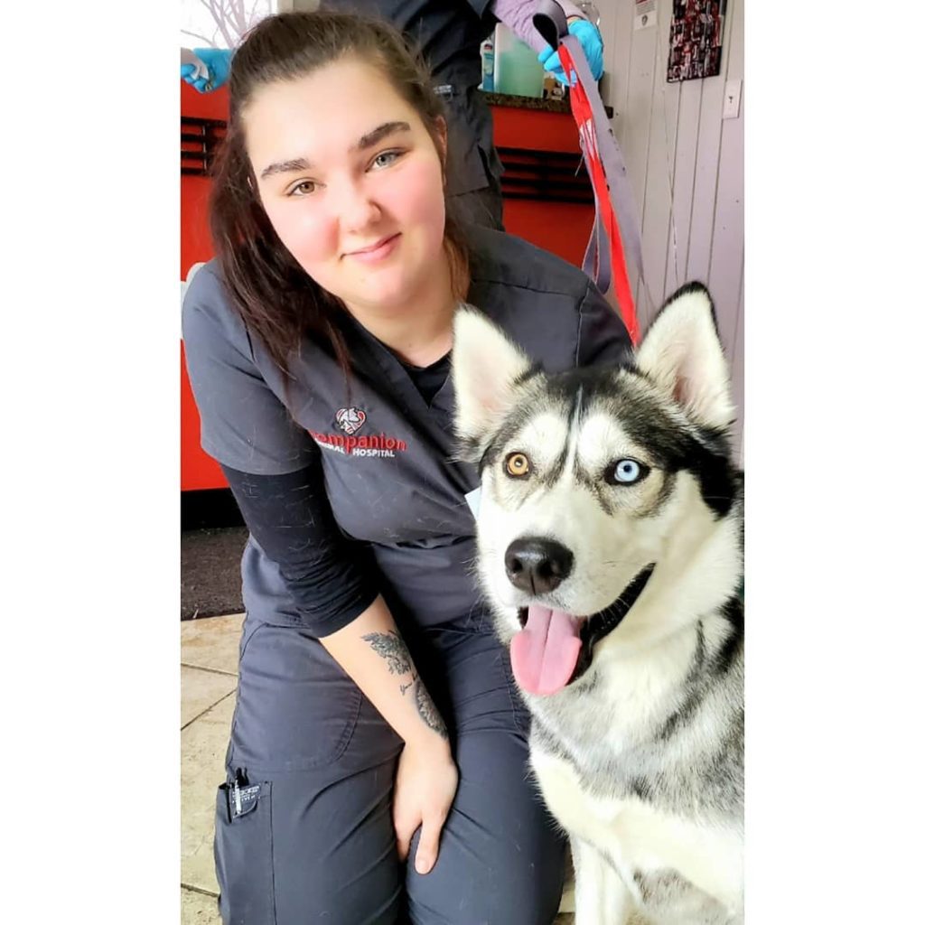 Veterinarian and husky with two different eye colors