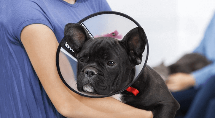 dog in head cone
