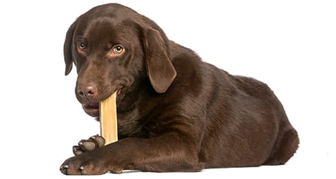 dog eating a bone