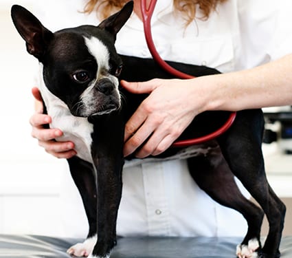 dog in the hands of a veterinarian