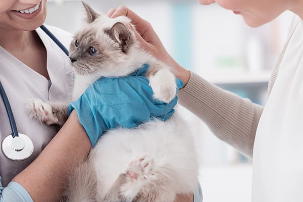 cat in the hands of a veterinarian