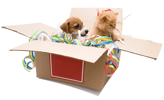 puppy and kitten in a box with decorations
