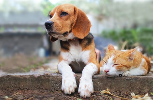 dog and cat laying outside