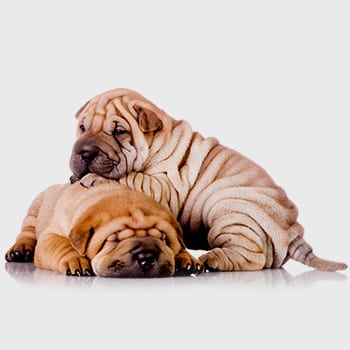 two puppies laying on op of one another