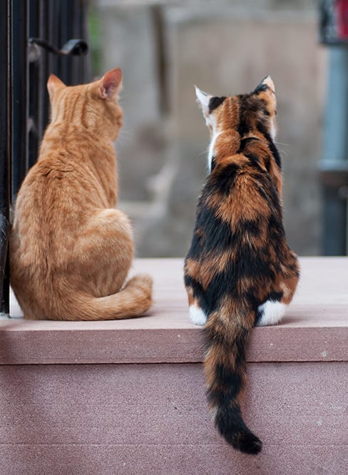 back view of two cats