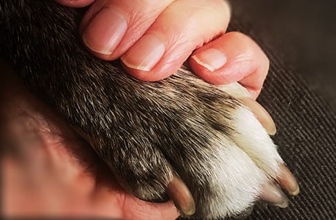 person's hand holding a dog's paw